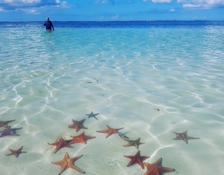 Starfish-low resolution v2-0.7x-3